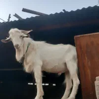 نر بز سانن