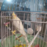 عروس هلندی با تمام وسایل