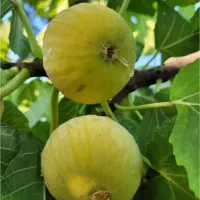 انجیر|گل و گیاه طبیعی|میانه, |دیوار