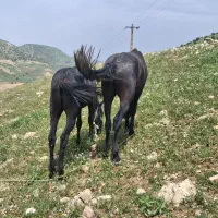 فروش و خرید اسب مادیان وقاطر