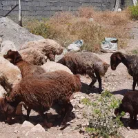 گوسفند|حیوانات مزرعه|کوهدشت, |دیوار
