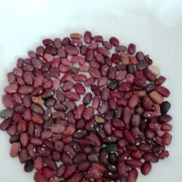 لوبیا قرمز