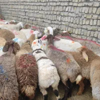 بره نر طرح تعاونی ۴۰%اف *تاعید گوس فند *ز ن د ه*