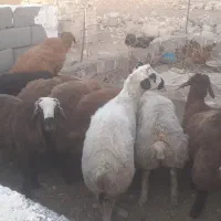 بره نر پای پروار(دامداری برادران اکبرپور)|حیوانات مزرعه|مشهد, توس فردوسی|دیوار