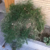 خانه-ویلایی-فارابی-میانی