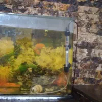 آکواریوم شرکتی با ماهی
