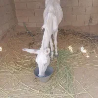 فروش الاغ