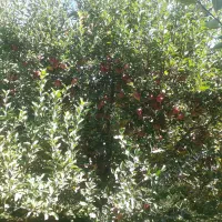 باغچه جاده سنتو کوی میثاق