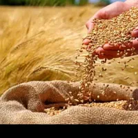 گندم دیم بیغداسی