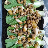 حلزون تعدادزیاد