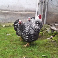 جوجه یک ماهه ویاندوت سیلور