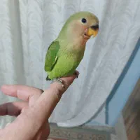 کوتوله برزیلی فول دستی صورت هلویی