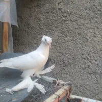 کفتر راعبی