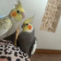 طوطی