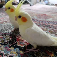 عروس هلندی