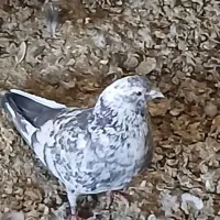 کبوتر اصیل