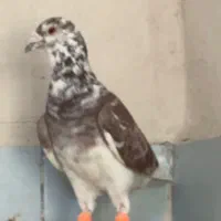 کفتر|پرنده|مشهد, رضاشهر|دیوار