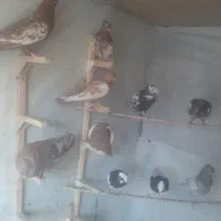 کفتر یا کبوتر رنگی