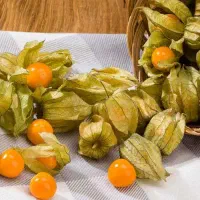 نشا فیسالیس کلمبیایی