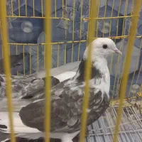 کفتر