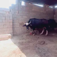 گاومیش آبستن