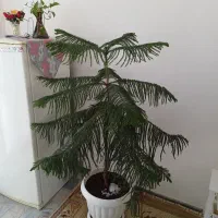 کاج طبقه ای