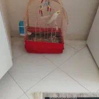 عروس هلندی