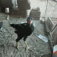 جوجه خوروس