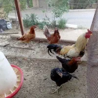 مرغ تخمگذار و خروس