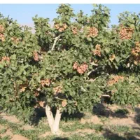 زمین-پسته