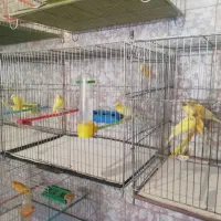 جوجه قناری