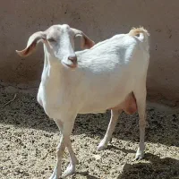 فروش بز و کهره دونسته و نژاد دار