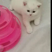 اسکاتیش و بریتشهای فانتزی دوماه نیمه