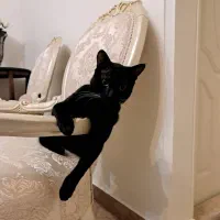 گربه