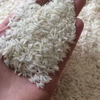 برنج ایرانی هاشمی گیلان فجر مازندران