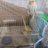 دوتا جوجه عروس لتونی سالم سالم