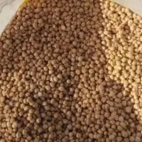 نخود|خوردنی و آشامیدنی|کرمان, |دیوار