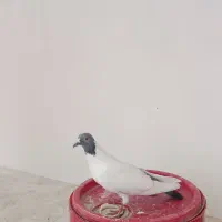گوباش