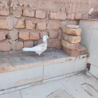 کفتر قیمت ۱۵۰