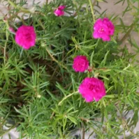 گلدون نازی های خوشگل