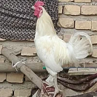 یک خروس محلی