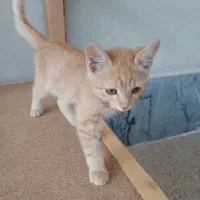 بچه گربه دستی و بازیگوش