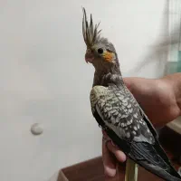 جوجه ی عروس هلندی دستی