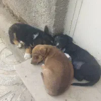 پاپی