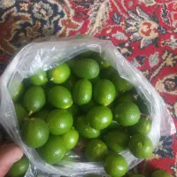 لیمو ترش آبدار،درشت