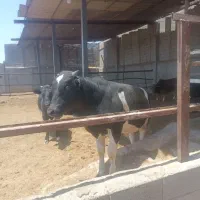 گوساله
