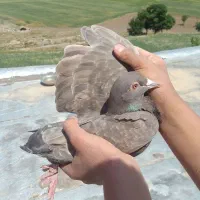 کبوتر پلاک دار