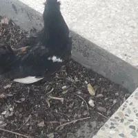 خروس دارم چه خروسی