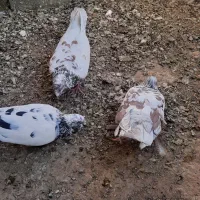 کبوتر|پرنده|سمنان, |دیوار