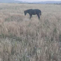 اسب
